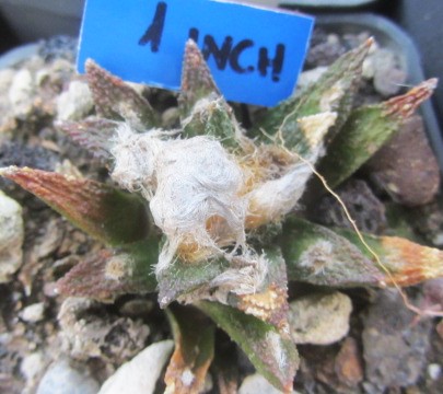 Ariocarpus <br>bravoanus