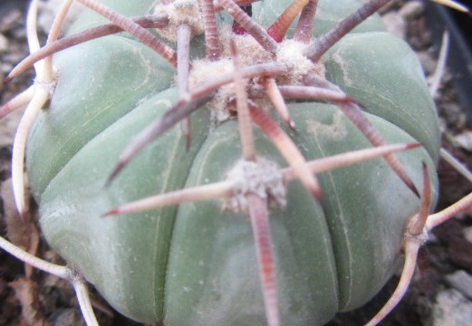 Echinocactus horizonthalonius