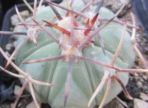 Echinocactus <br>horizonthalonius