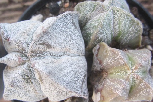 Astrophytum <br>myriostigma 