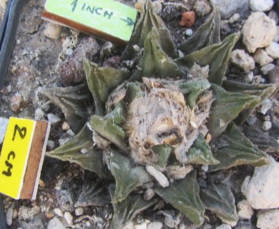 Ariocarpus <br>cv f1 scaphirostris x fissuratus