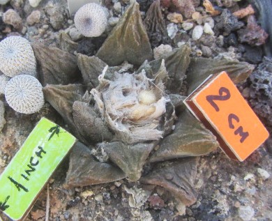 Ariocarpus <br>cv f1 scaphirostris x fissuratus