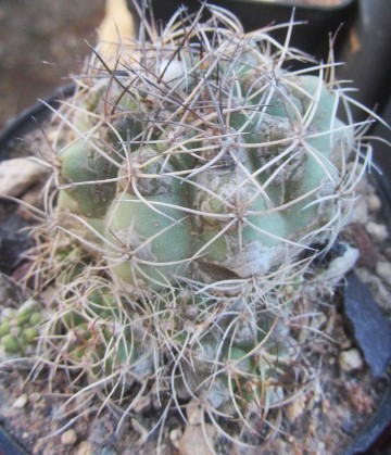 Matucana <br>sp aff paucicostata