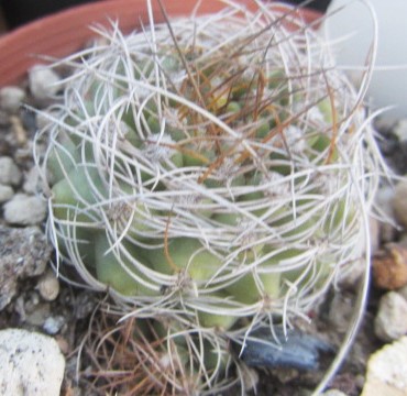 Matucana <br>calliantha