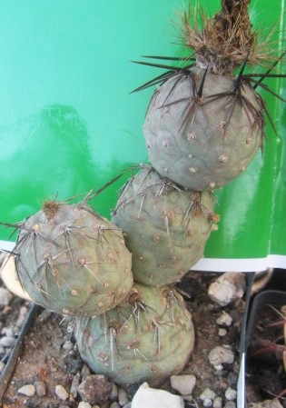 Tephrocactus alexanderi geometricus