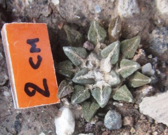 Ariocarpus kotschoubeyanus elephantidens