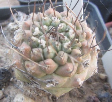 Turbinicarpus <br>hybrid