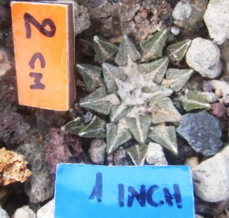 Ariocarpus kotschoubeyanus elephantidens