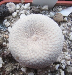 Epithelantha <br>bokei