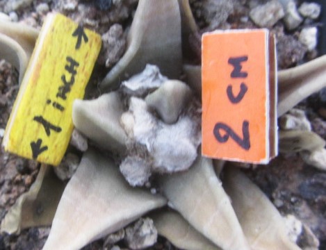 Ariocarpus <br>trigonus 