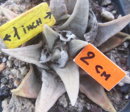 Ariocarpus <br>trigonus 