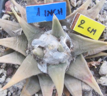 Ariocarpus <br>confusus