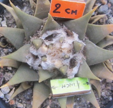 Ariocarpus <br>confusus