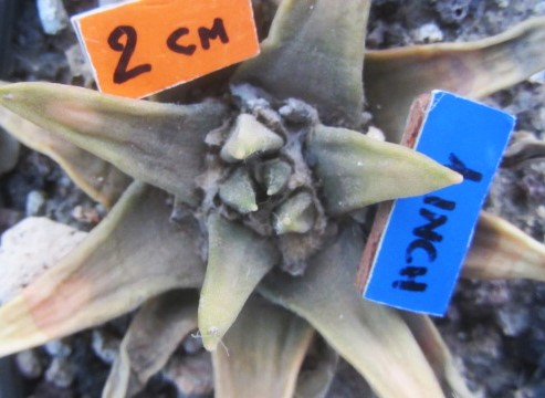 Ariocarpus <br>confusus