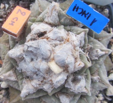 Ariocarpus <br>cv f1 furf x fiss