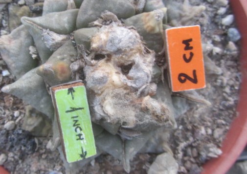 Ariocarpus <br>cv f1 furf x fiss