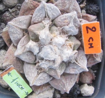 Ariocarpus <br>cv f1 furf x fiss