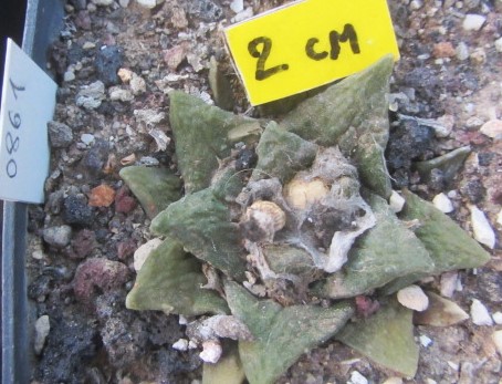 Ariocarpus cv f3 fissuratus