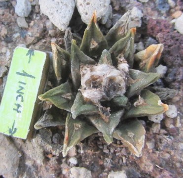 Ariocarpus cv f3 agavoides