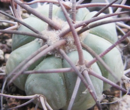 Echinocactus <br>horizonthalonius