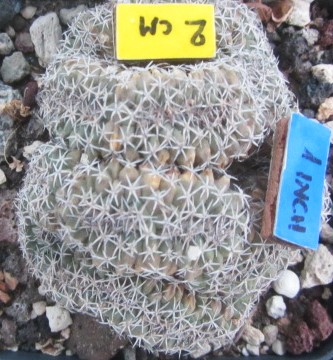 Turbinicarpus <br>lophophoroides crest