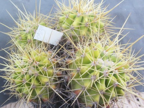 Ferocactus reppenhagenii