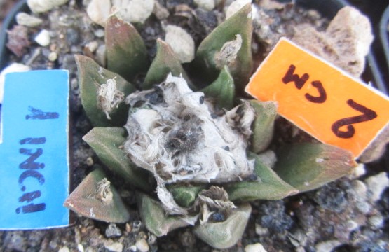 Ariocarpus <br>cv hybrid f3 agavoides