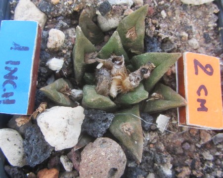 Ariocarpus cv hybrid f3 agavoides