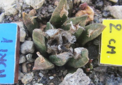 Ariocarpus <br>cv hybrid f3 agavoides