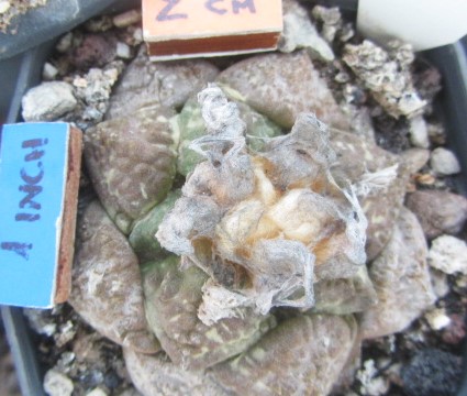 Ariocarpus <br>fissuratus lloydii