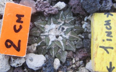 Ariocarpus kotschoubeyanus