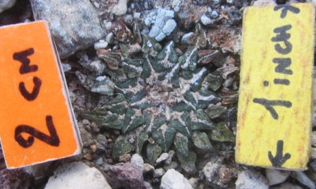 Ariocarpus <br>kotschoubeyanus