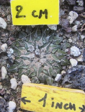 Ariocarpus kotschoubeyanus