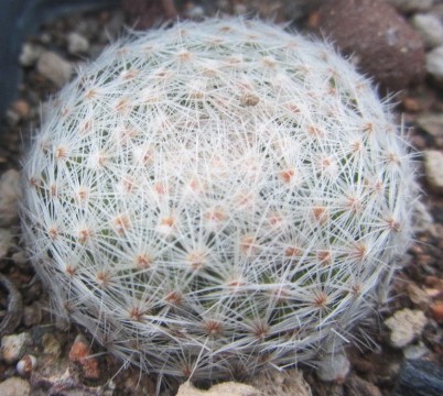 Mammillaria <br>lenta