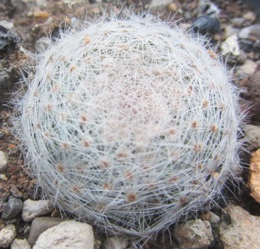 Mammillaria <br>lenta