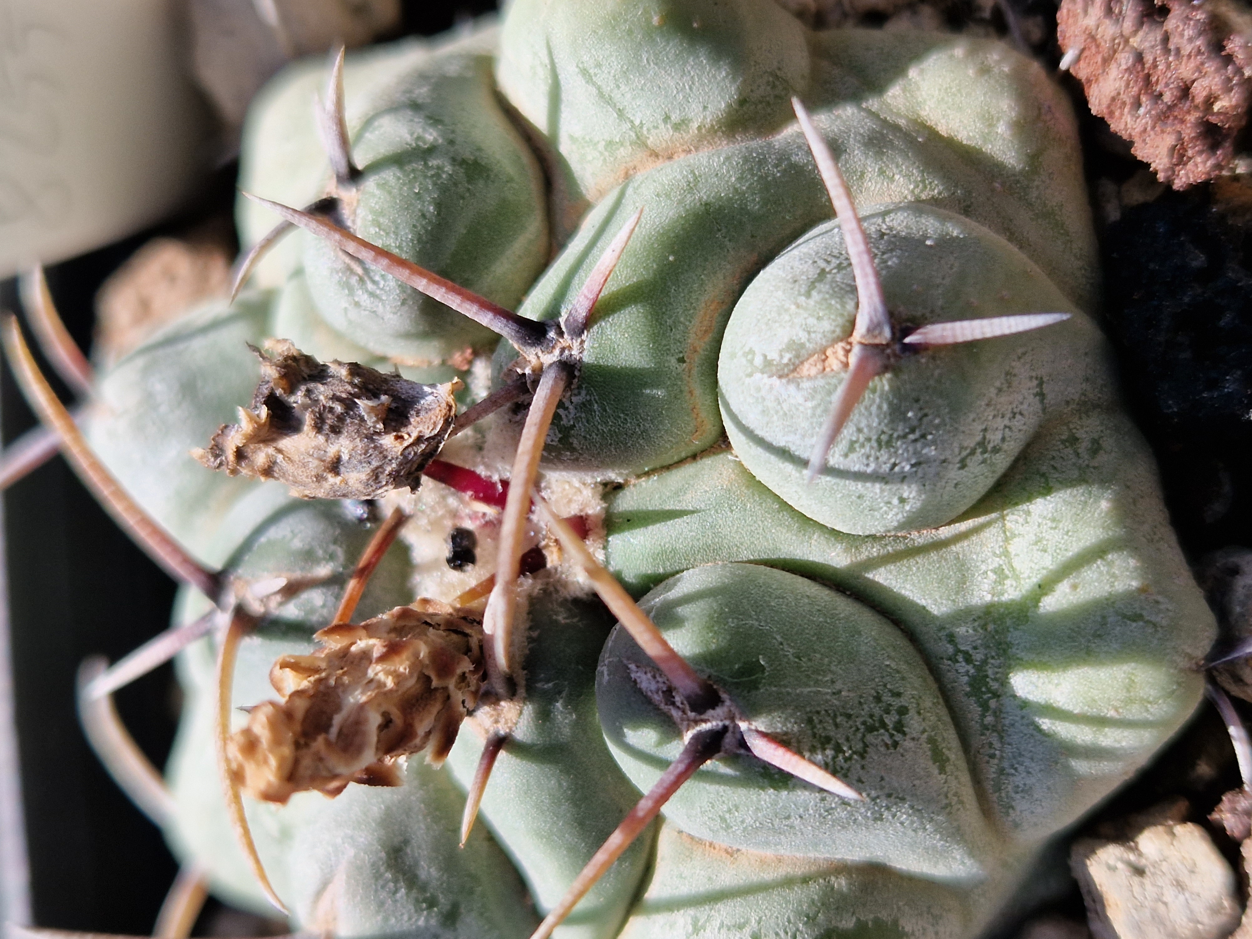 Thelocactus hexaedr x rincon