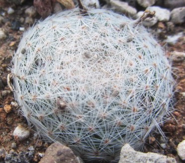 Mammillaria <br>lenta