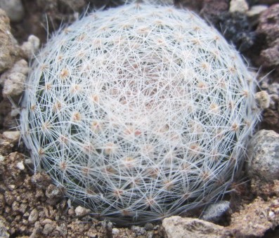 Mammillaria <br>lenta