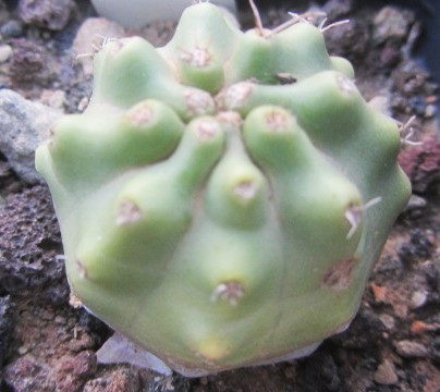 Echinocereus <br>triglochidiatus inermis