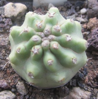 Echinocereus <br>triglochidiatus inermis