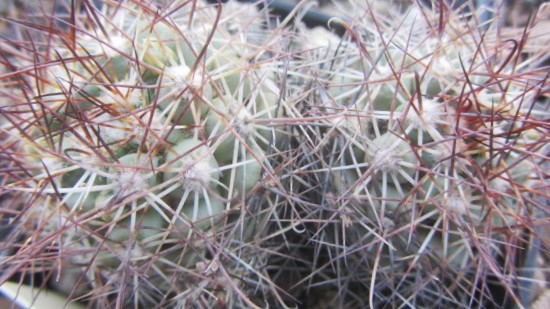 Mammillaria <br>schumanni