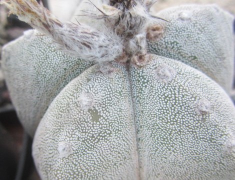 Astrophytum myriostigma cv onzuka