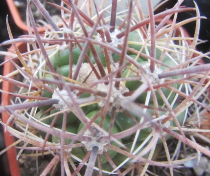 Ferocactus <br>fordii fma