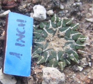 Ariocarpus <br>kotschoubeyanus albiflorus