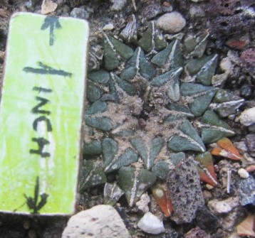 Ariocarpus kotschoubeyanus albiflorus