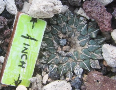 Ariocarpus <br>kotschoubeyanus albiflorus