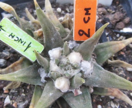 Ariocarpus confusus