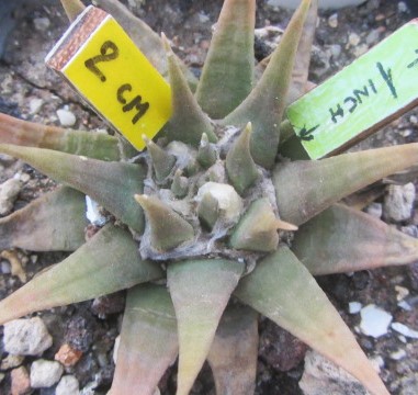 Ariocarpus confusus