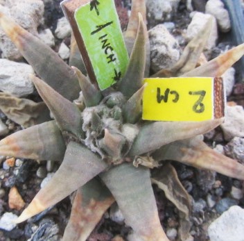 Ariocarpus confusus