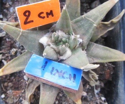 Ariocarpus confusus